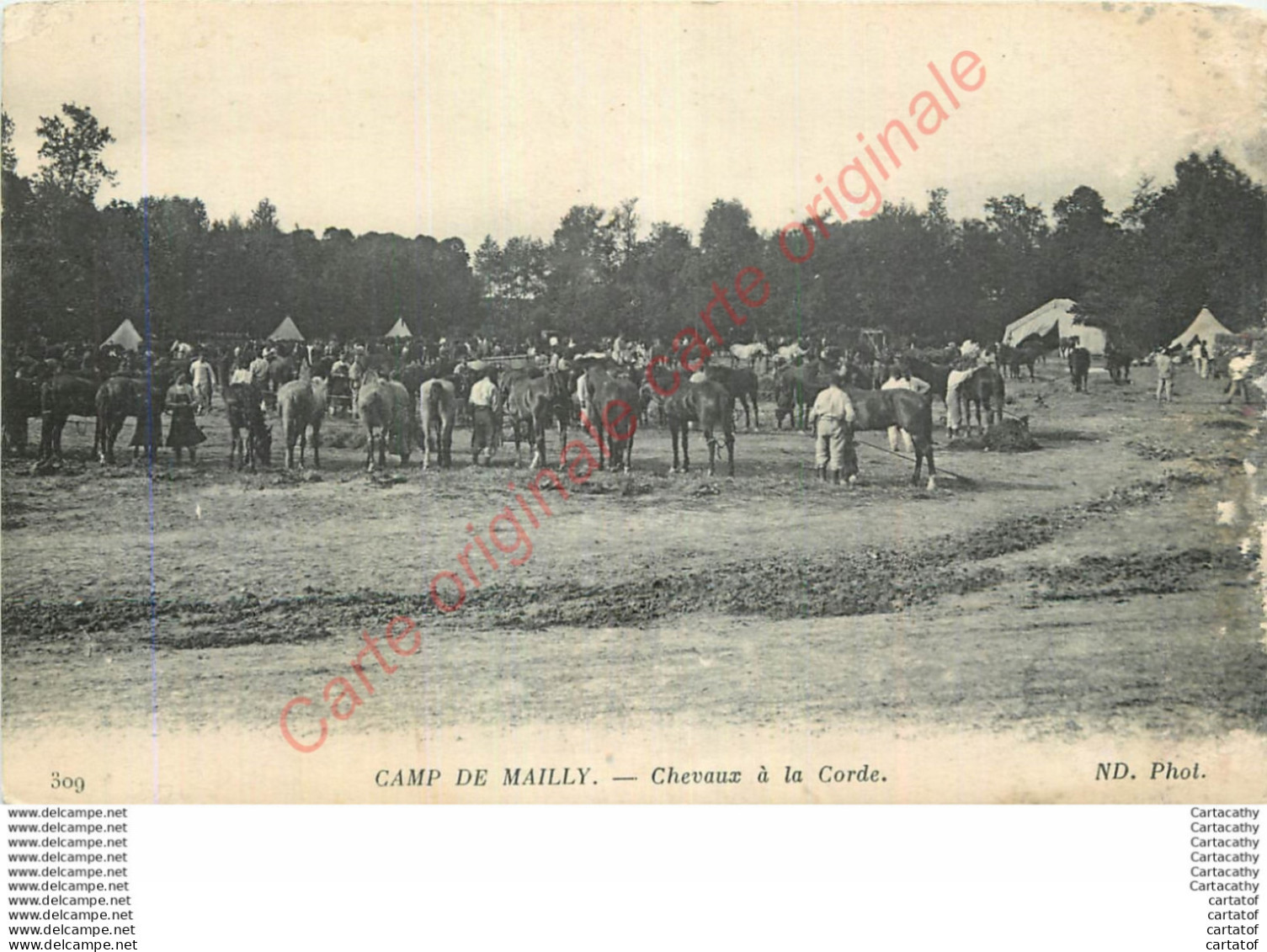 10.  CAMP DE MAILLY .  Chevaux à La Corde . - Mailly-le-Camp
