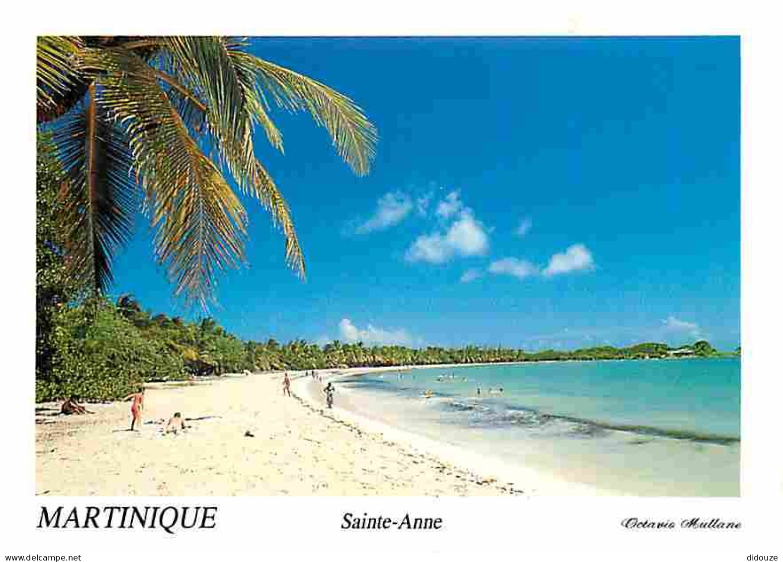 Martinique - Sainte Anne - Grande Anse Des Salines - Plages - CPM - Voir Scans Recto-Verso - Sonstige & Ohne Zuordnung