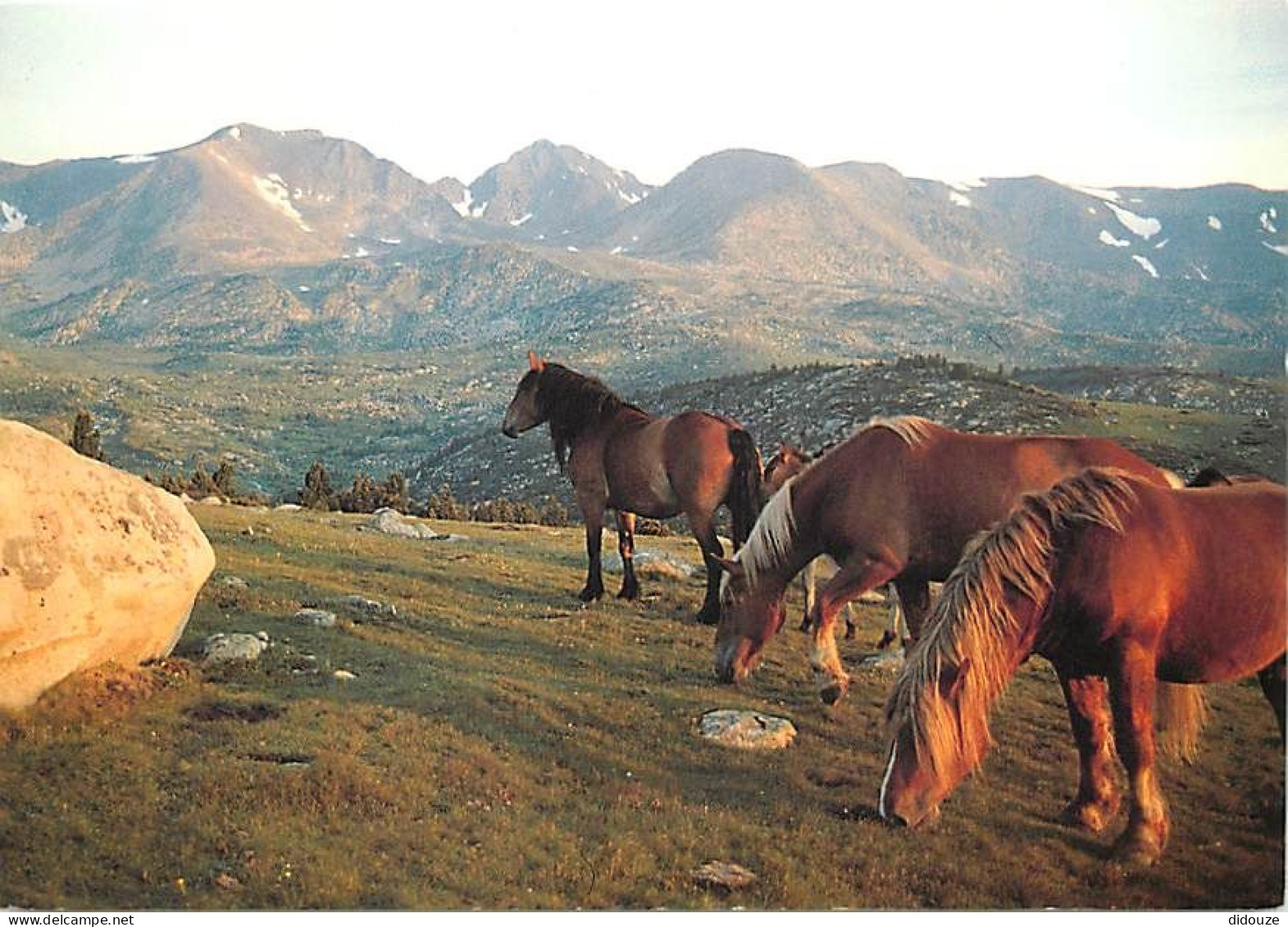 Animaux - Chevaux - Chevaux Dans Le Massif Du Carlit - Carte Neuve - CPM - Voir Scans Recto-Verso - Cavalli