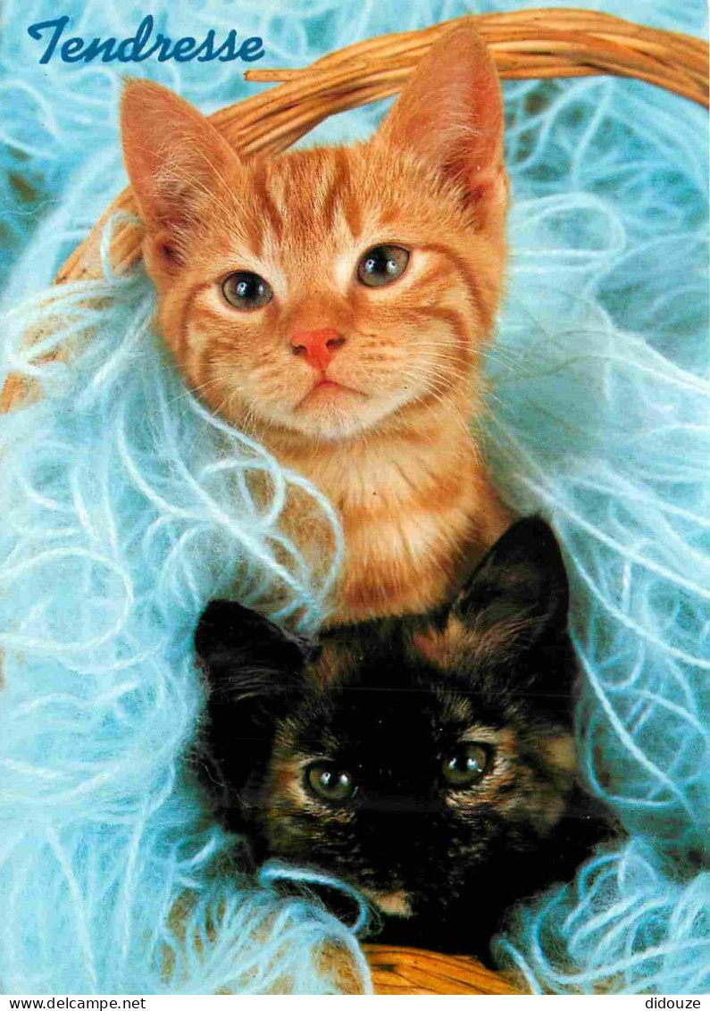 Animaux - Chats - CPM - Voir Scans Recto-Verso - Cats