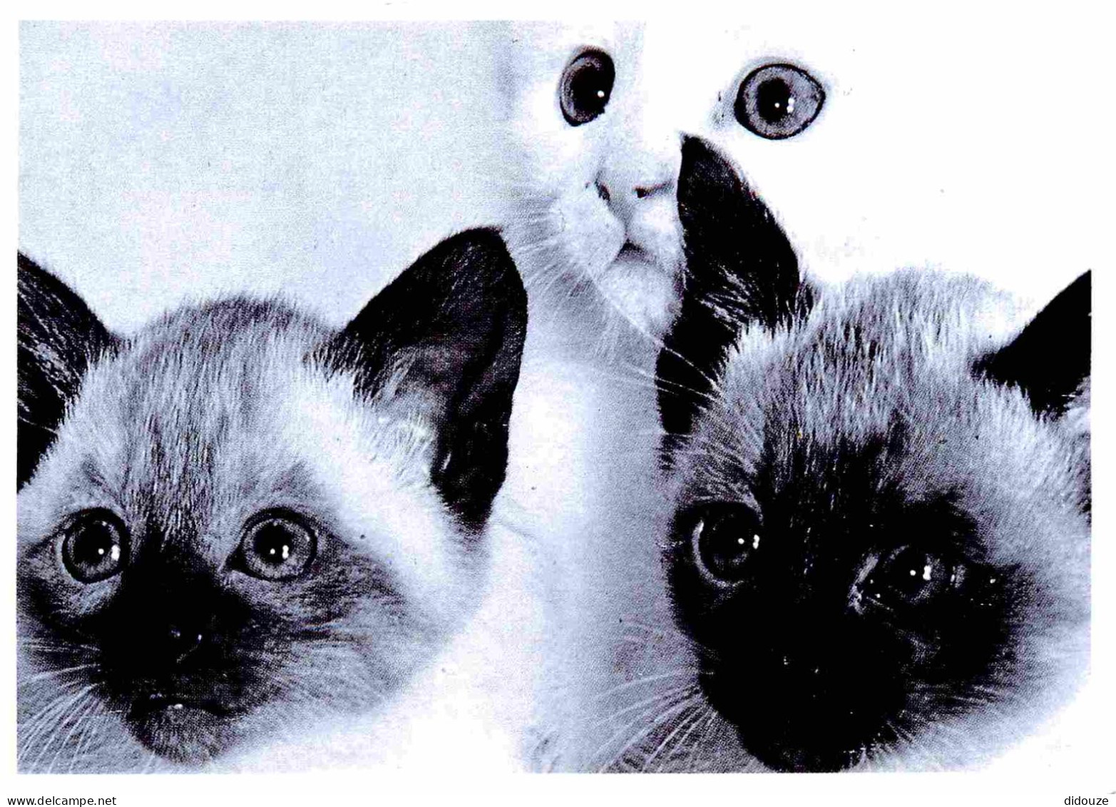 Animaux - Chats - CPM - Voir Scans Recto-Verso - Cats