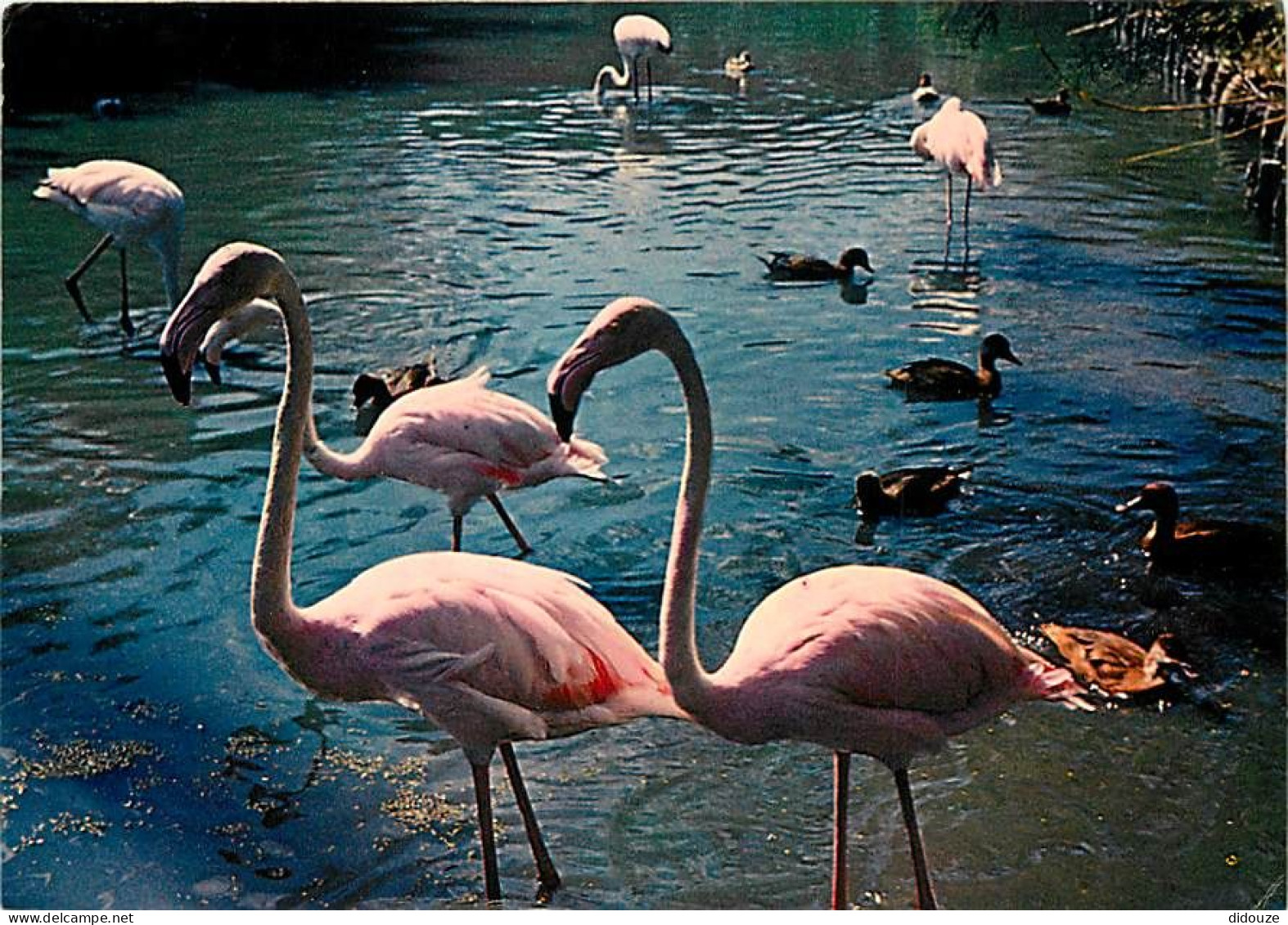 Oiseaux - Flamants Roses - Camargue - Flamingos - CPM - Voir Scans Recto-Verso - Birds