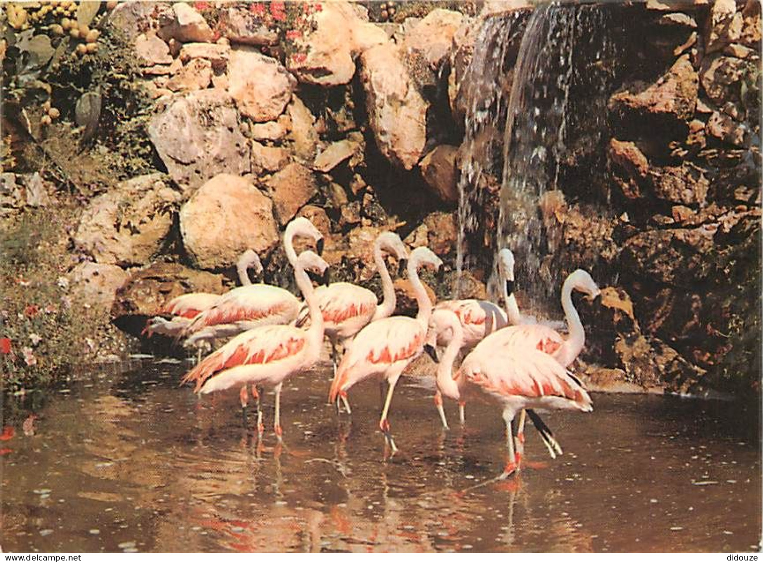 Oiseaux - Flamants Roses - Sanary Bandol - Jardin Exotique Et Zoo - La Cascade Aux Flamands Rouges Du Chili - Flamingos  - Oiseaux