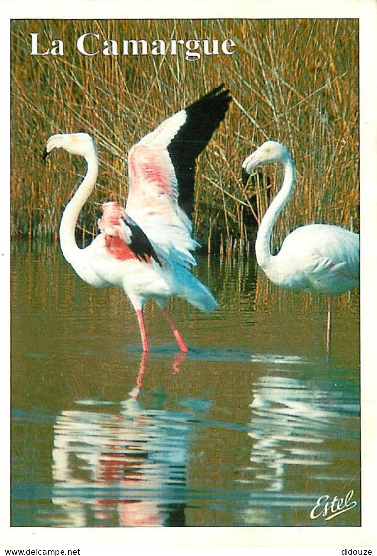 Oiseaux - Flamants Roses - Camargue - Flamingos - CPM - Voir Scans Recto-Verso - Birds