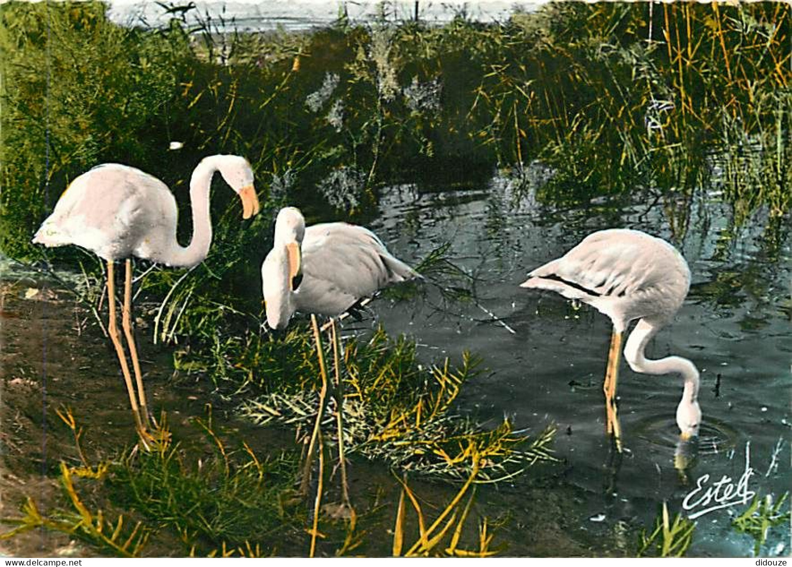 Oiseaux - Flamants Roses - Camargue - Flamingos - CPSM Grand Format - Voir Scans Recto-Verso - Birds