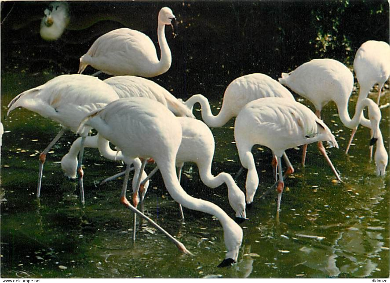 Oiseaux - Flamants Roses - Camargue - Flamingos - CPM - Voir Scans Recto-Verso - Oiseaux