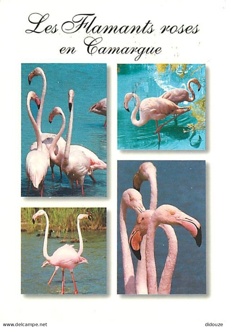 Oiseaux - Flamants Roses - Camargue - Flamingos - CPM - Voir Scans Recto-Verso - Birds