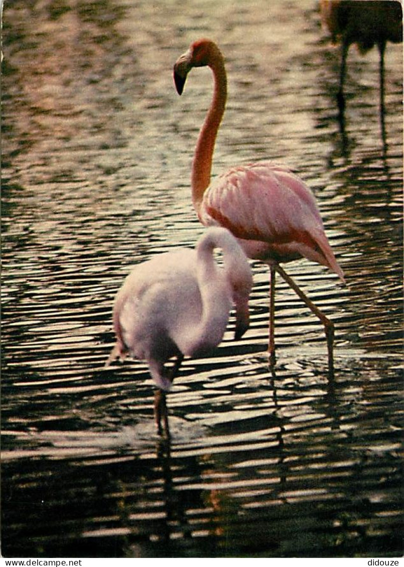 Oiseaux - Flamants Roses - Camargue - Flamingos - CPM - Voir Scans Recto-Verso - Birds