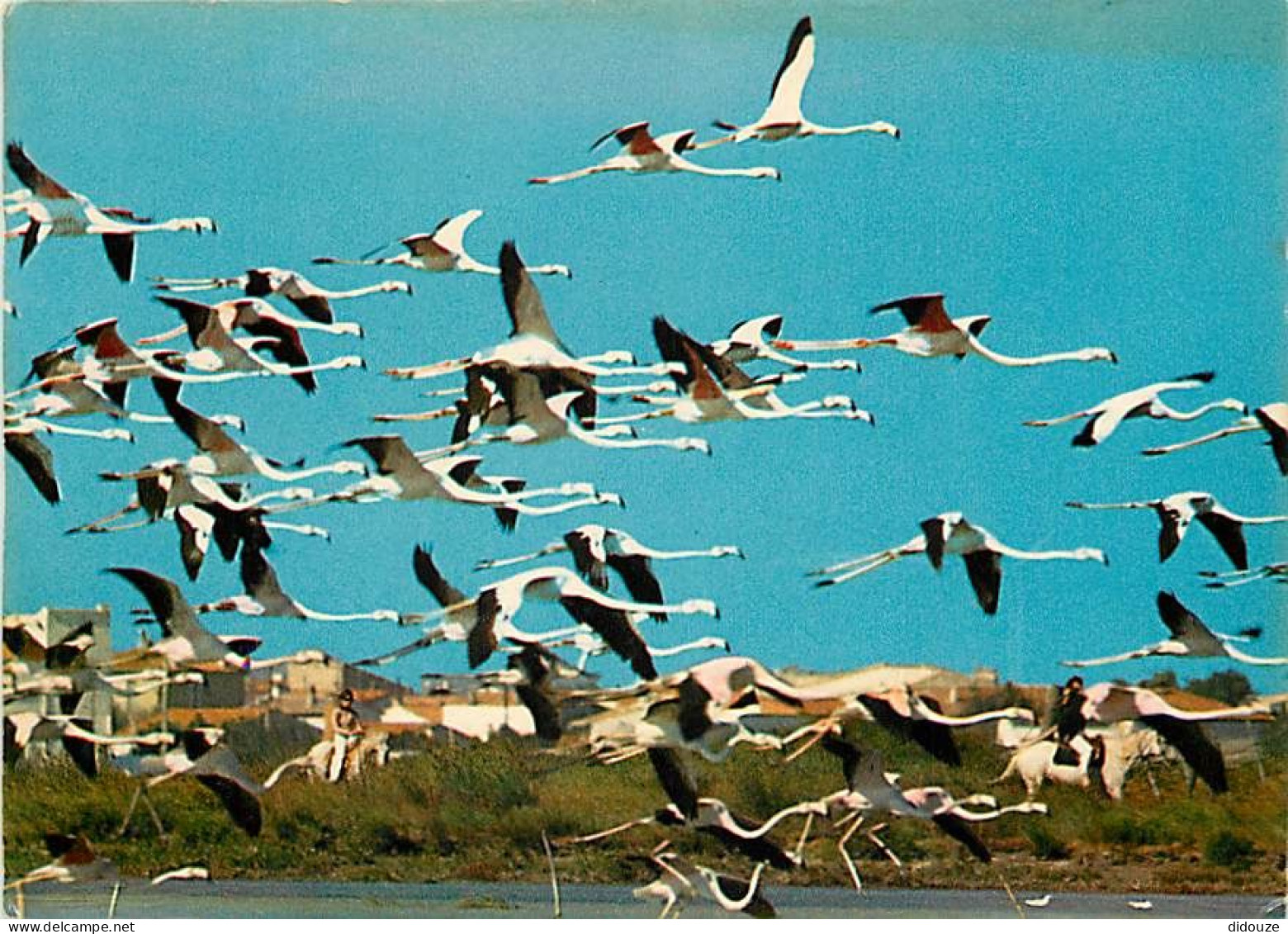 Oiseaux - Flamants Roses - Camargue - Flamingos - CPM - Voir Scans Recto-Verso - Oiseaux