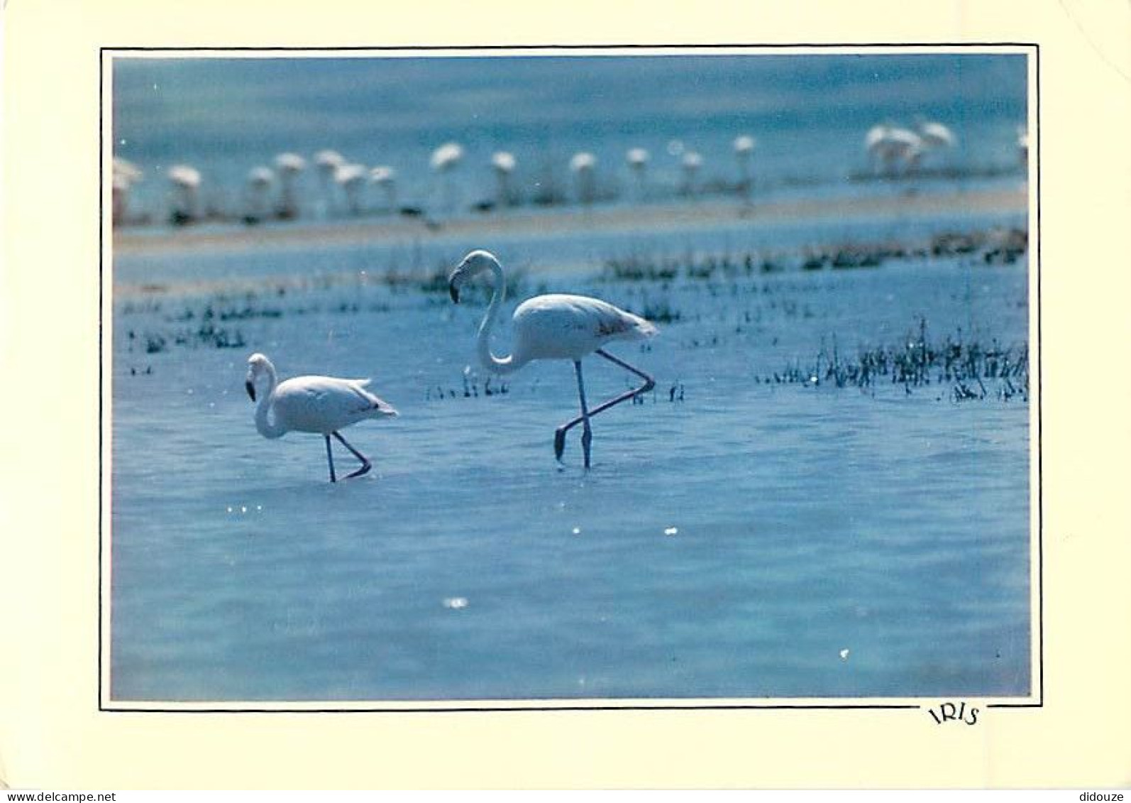 Oiseaux - Flamants Roses - Flamingos - CPM - Voir Scans Recto-Verso - Birds