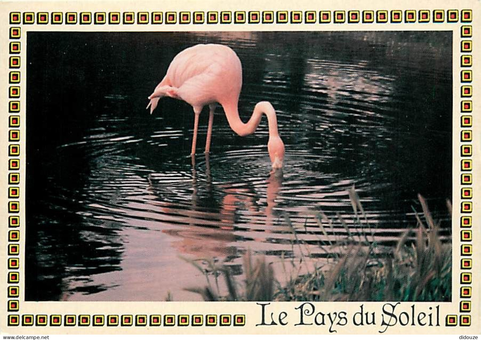 Oiseaux - Flamants Roses - Flamingos - CPM - Voir Scans Recto-Verso - Oiseaux