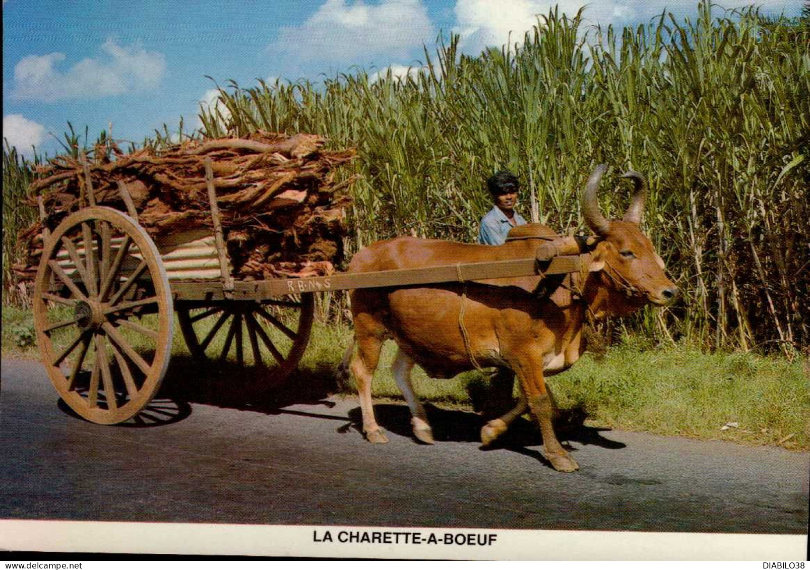 ILE MAURICE . LOT DE 9 CARTES . LA CHARETTE A BOEUF. GRI-GRIS. PEREYBERE BEACH . LE VAL CHARETTE . . . - Mauritius