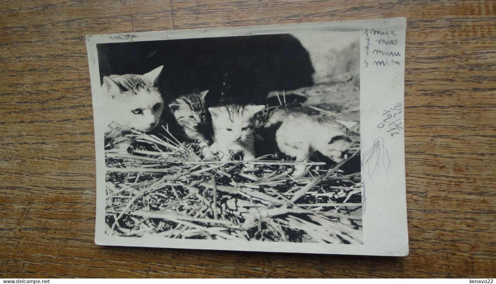 Chatte Et Ses Petits - Gatos