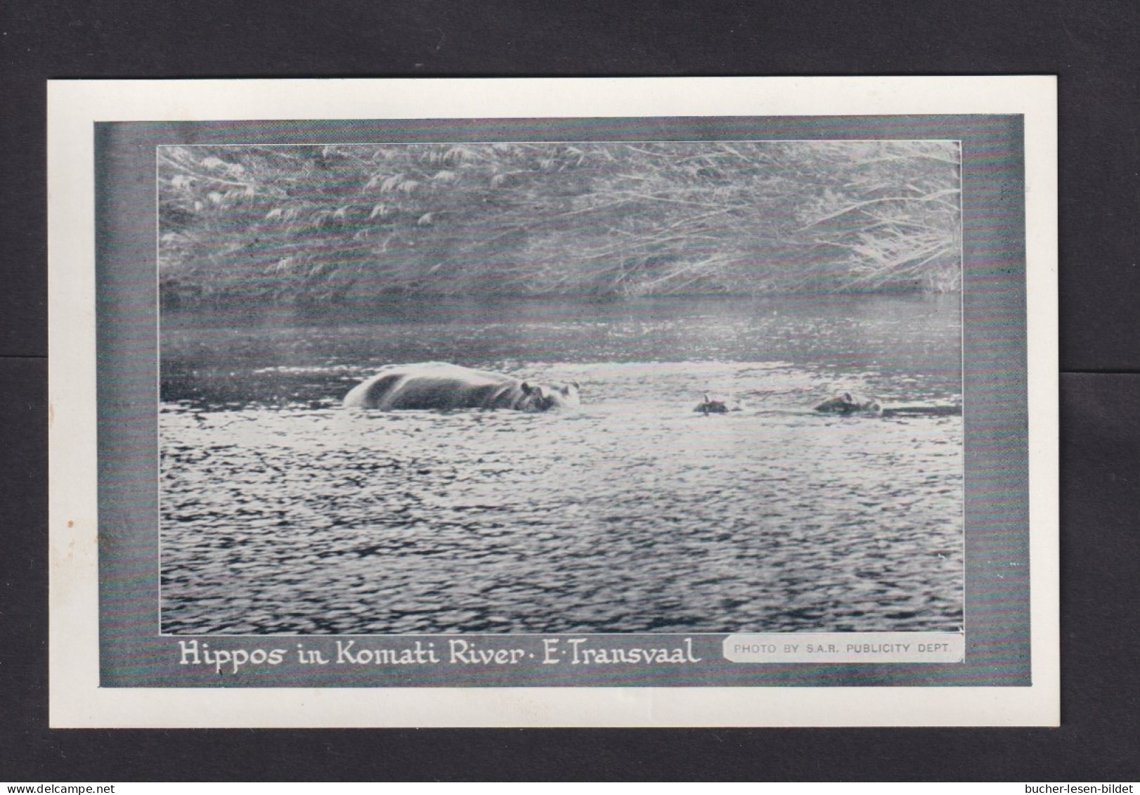 1/2 P. Bild-Ganzsache "Hippos In Komati River" - Ungebraucht - Selvaggina