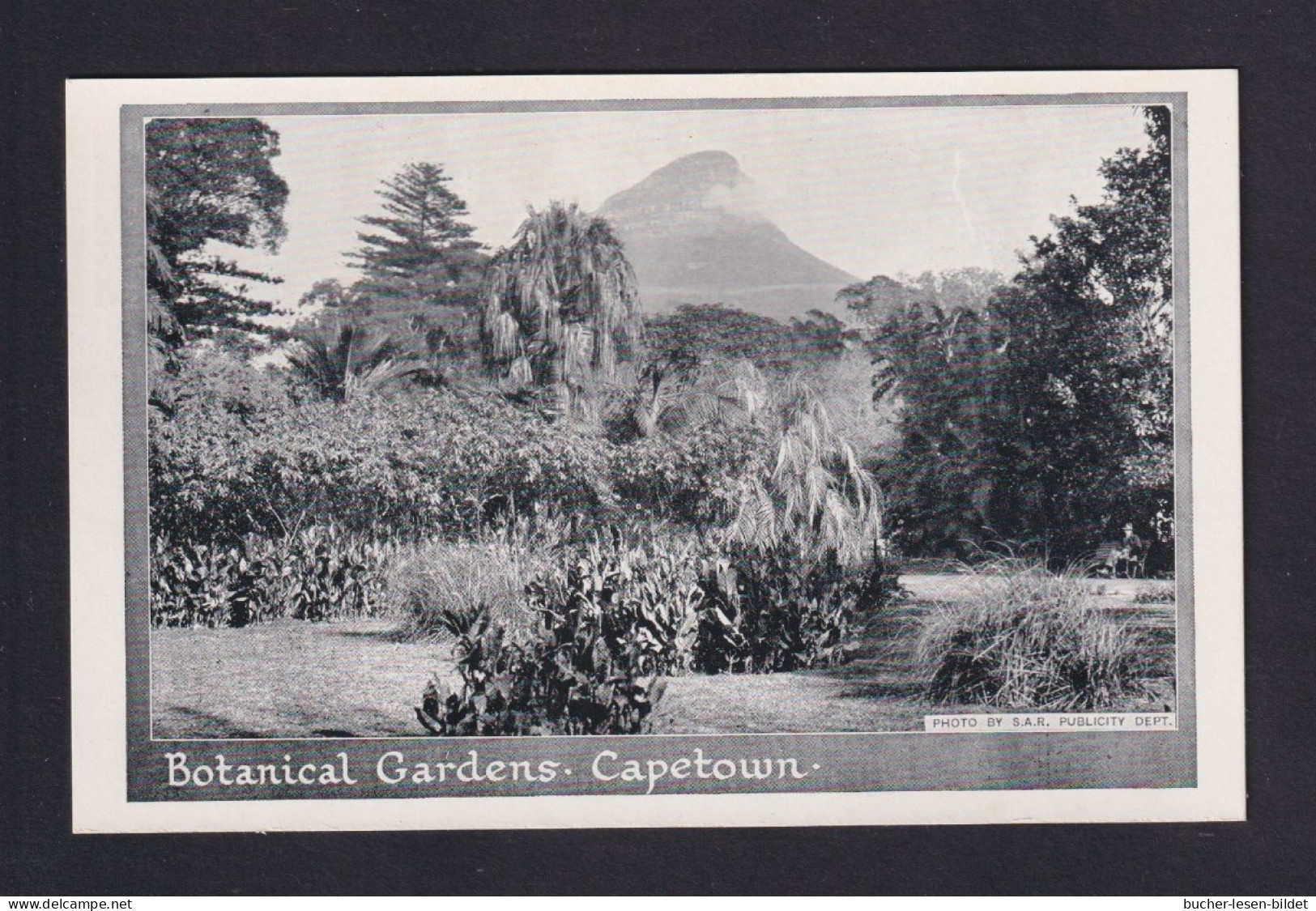 1 P. Bild-Ganzsache "Botanical Gardens Capetown" - Ungebraucht - Bomen