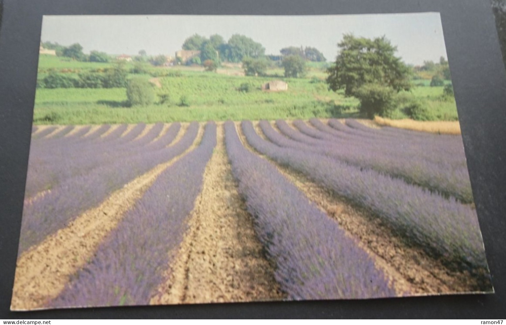 Provence - Champs De Lavande - Editions VETS Souvenirs, Paris - Provence-Alpes-Côte D'Azur