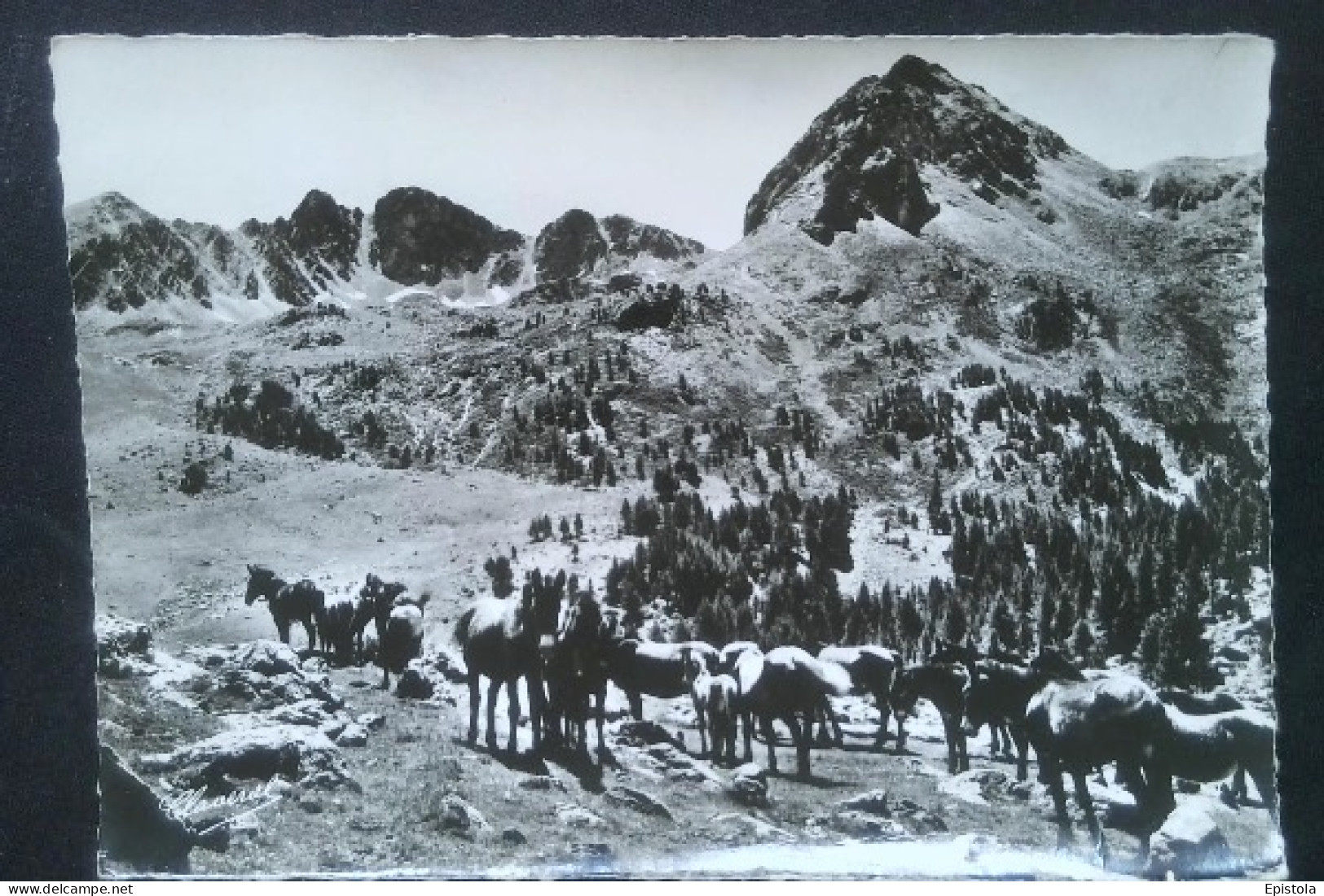 ► Cpsm Chevaux Pâturage CHEVAUX  Serra De Pessons (Timbre Verso Neuf 0,25) ANDORRE - Chevaux