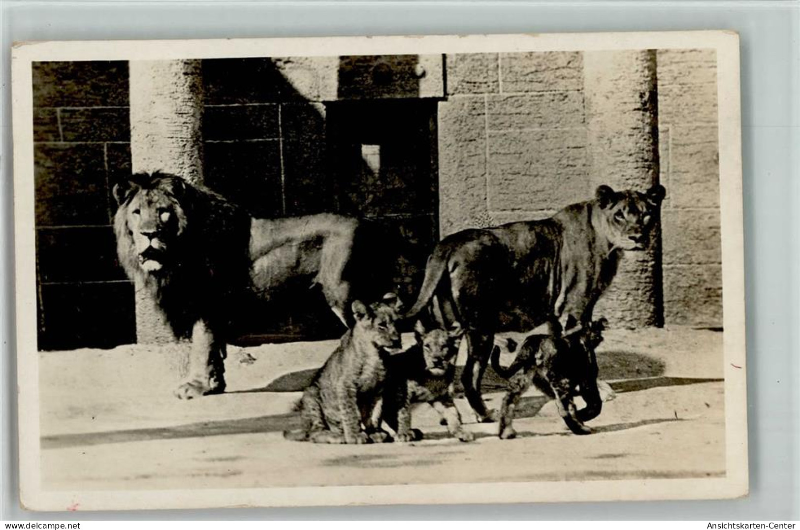 12096302 - Zoo Wien Loewenfamilie  Ca 1938 AK - Altri & Non Classificati