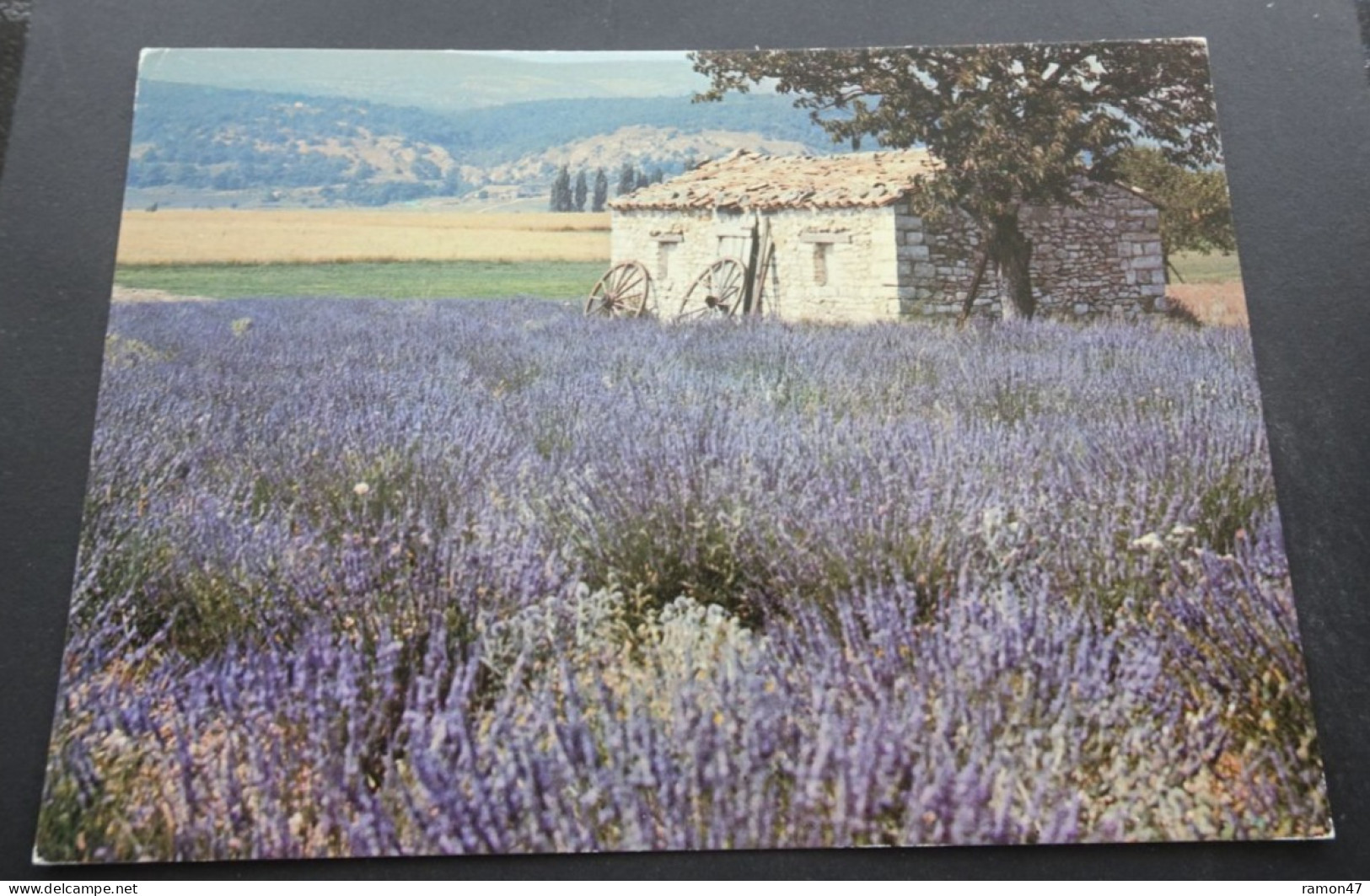 Les Belles Images De Provence - Champ De Lavande - Editions De Provence G.A.L., Carpentras - Provence-Alpes-Côte D'Azur