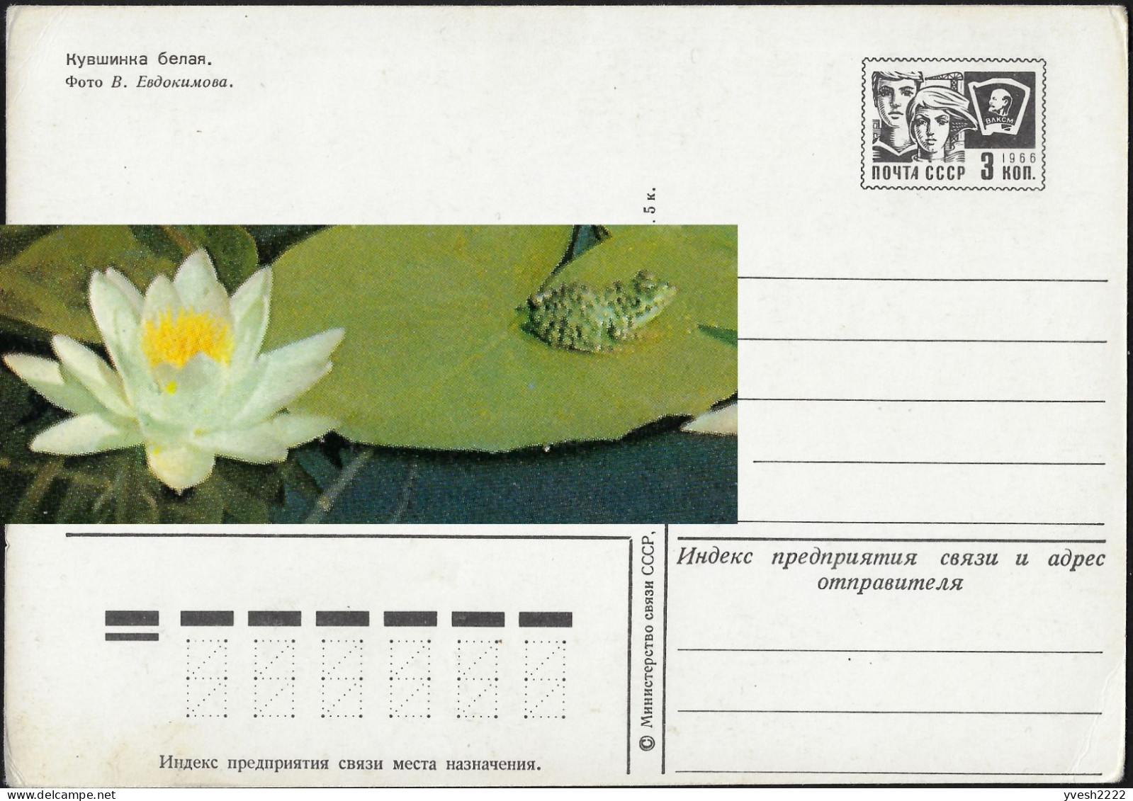 URSS 1975 Entier Postal. Grenouille Faisant Du Bateau Sur Un Nénuphar - Kikkers