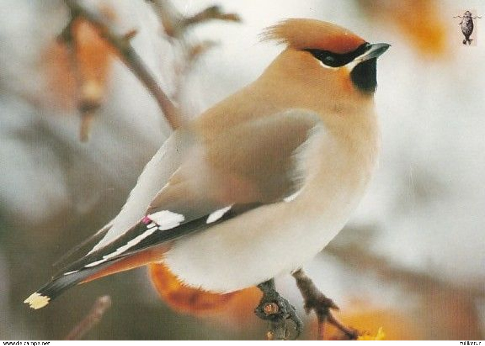 Bird - Oiseau - Vogel - Uccello - Pássaro - Pájaro - Animal - Animaux - Fauna - Waxwing (Ringed Seal Logo) - Oiseaux