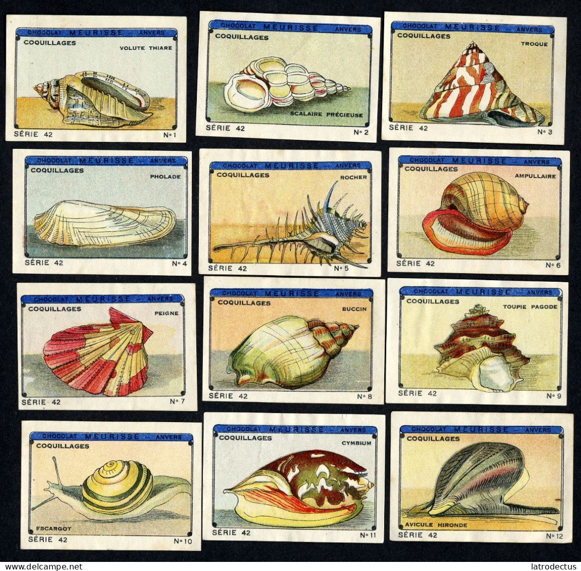 Meurisse - Ca 1930 - 42 - Coquillages, Shellfish - Full Serie - Otros & Sin Clasificación