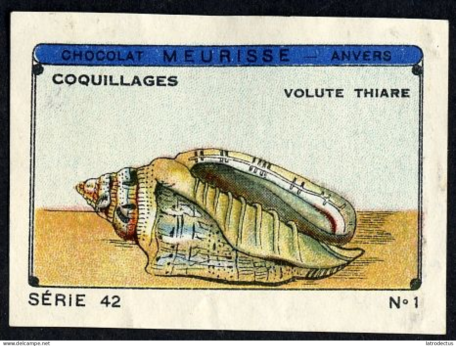 Meurisse - Ca 1930 - 42 - Coquillages, Shellfish - 1 - Other & Unclassified