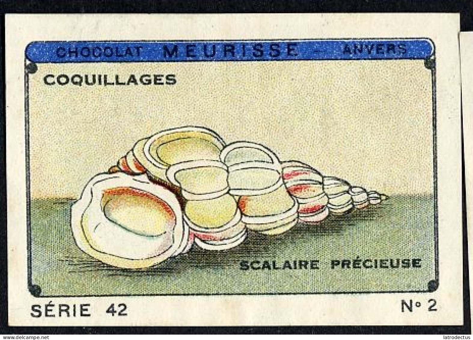 Meurisse - Ca 1930 - 42 - Coquillages, Shellfish - 2 - Otros & Sin Clasificación