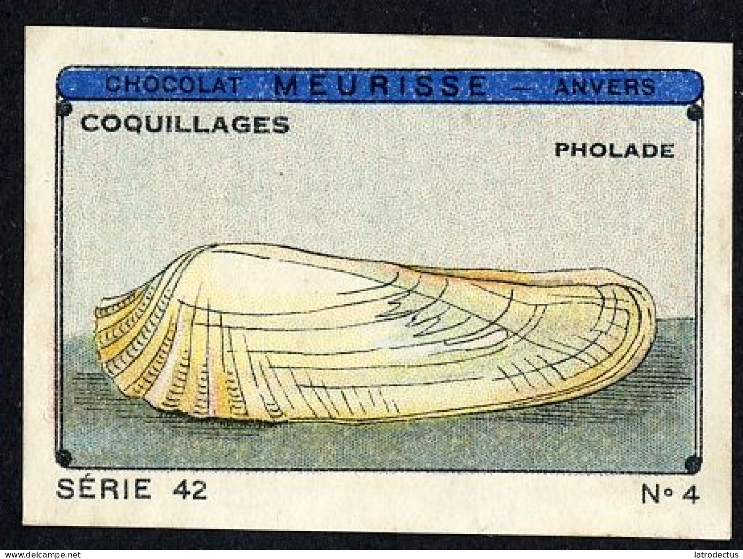 Meurisse - Ca 1930 - 42 - Coquillages, Shellfish - 4 - Otros & Sin Clasificación