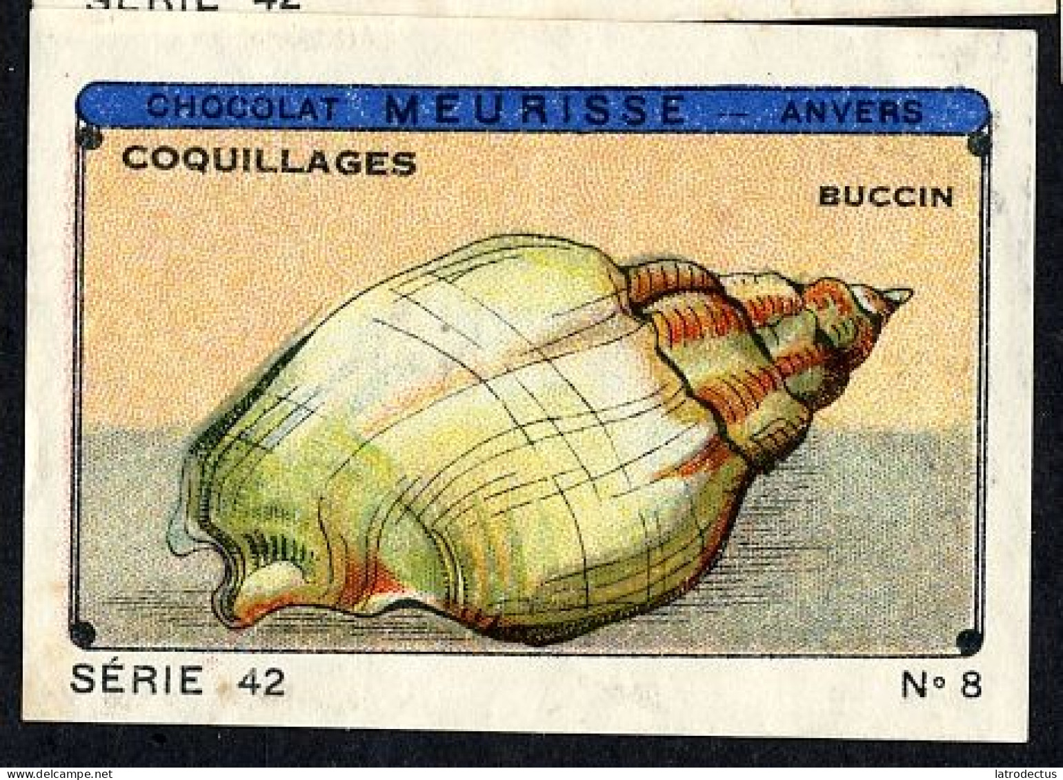 Meurisse - Ca 1930 - 42 - Coquillages, Shellfish - 8 - Autres & Non Classés