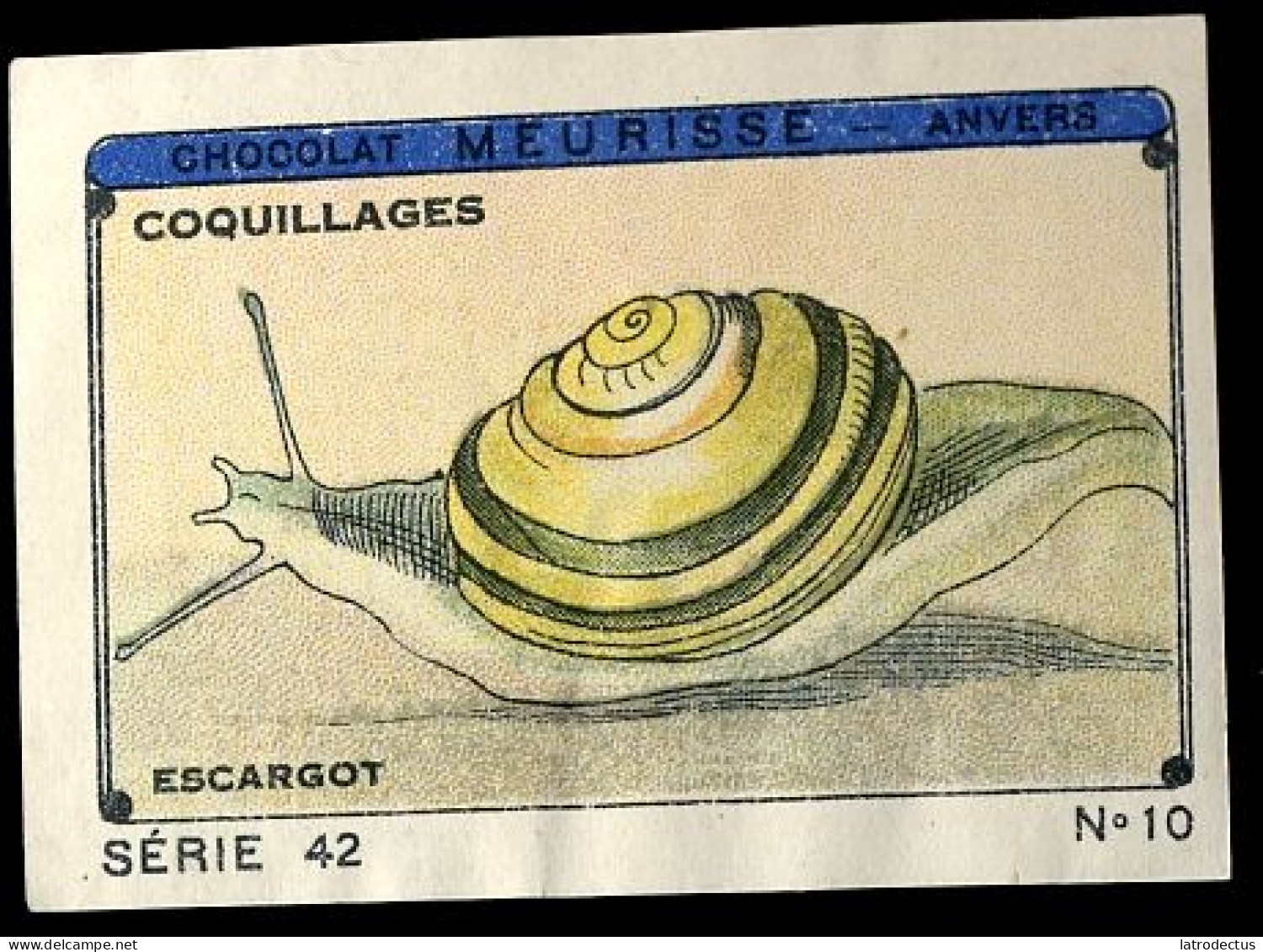 Meurisse - Ca 1930 - 42 - Coquillages, Shellfish - 10 - Otros & Sin Clasificación