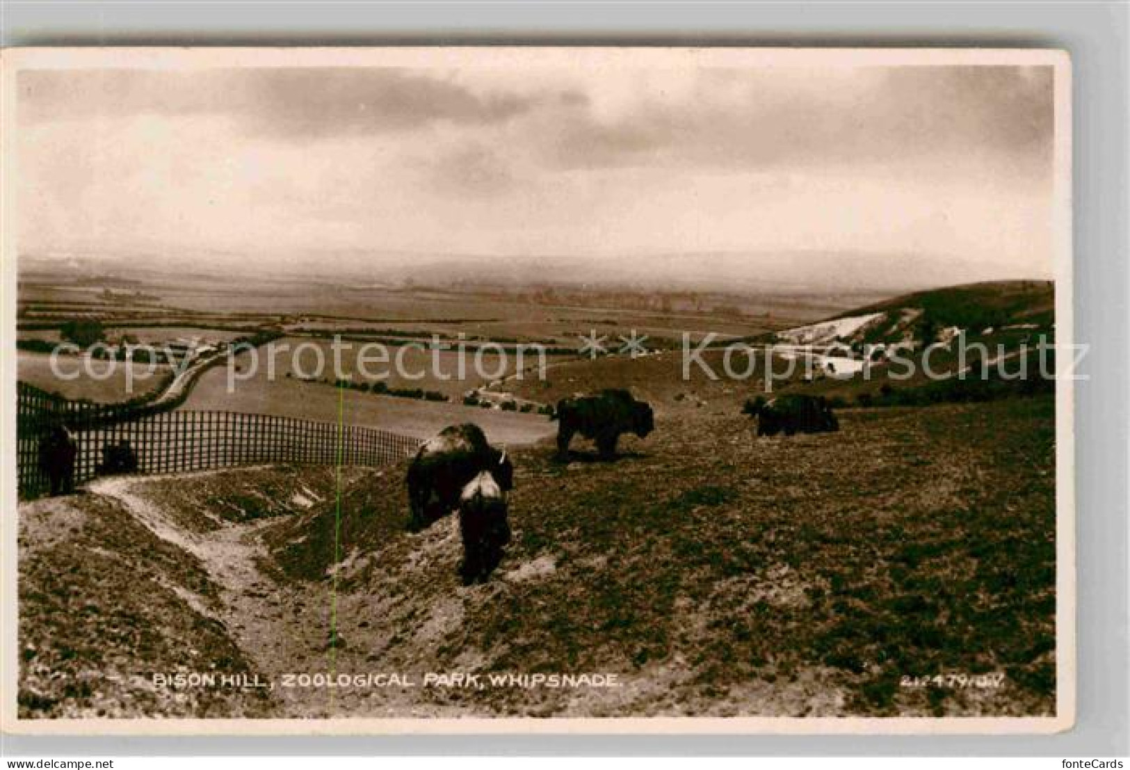 42727704 Dunstable South Bedfordshire Bison Berg Im Zoo South Bedfordshire - Autres & Non Classés