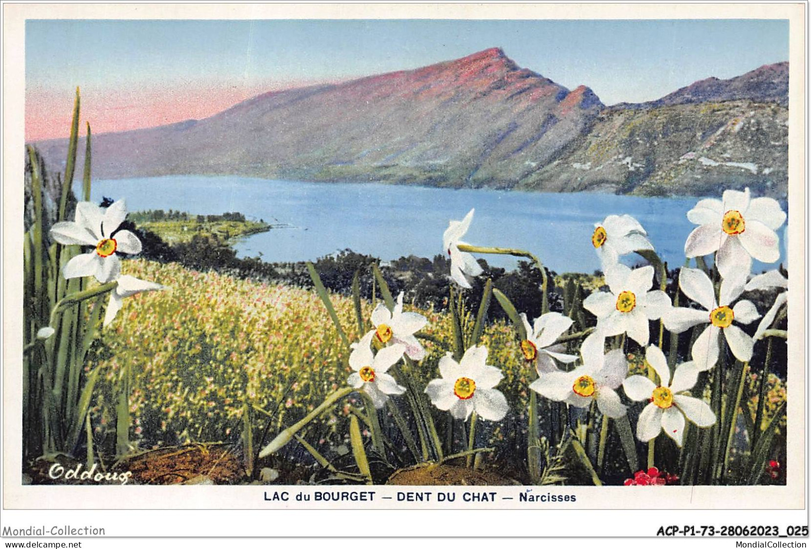 ACPP1-73-0014 - LE LAC BOURGET - DENT DU CHAT - Narcisses - Le Bourget Du Lac