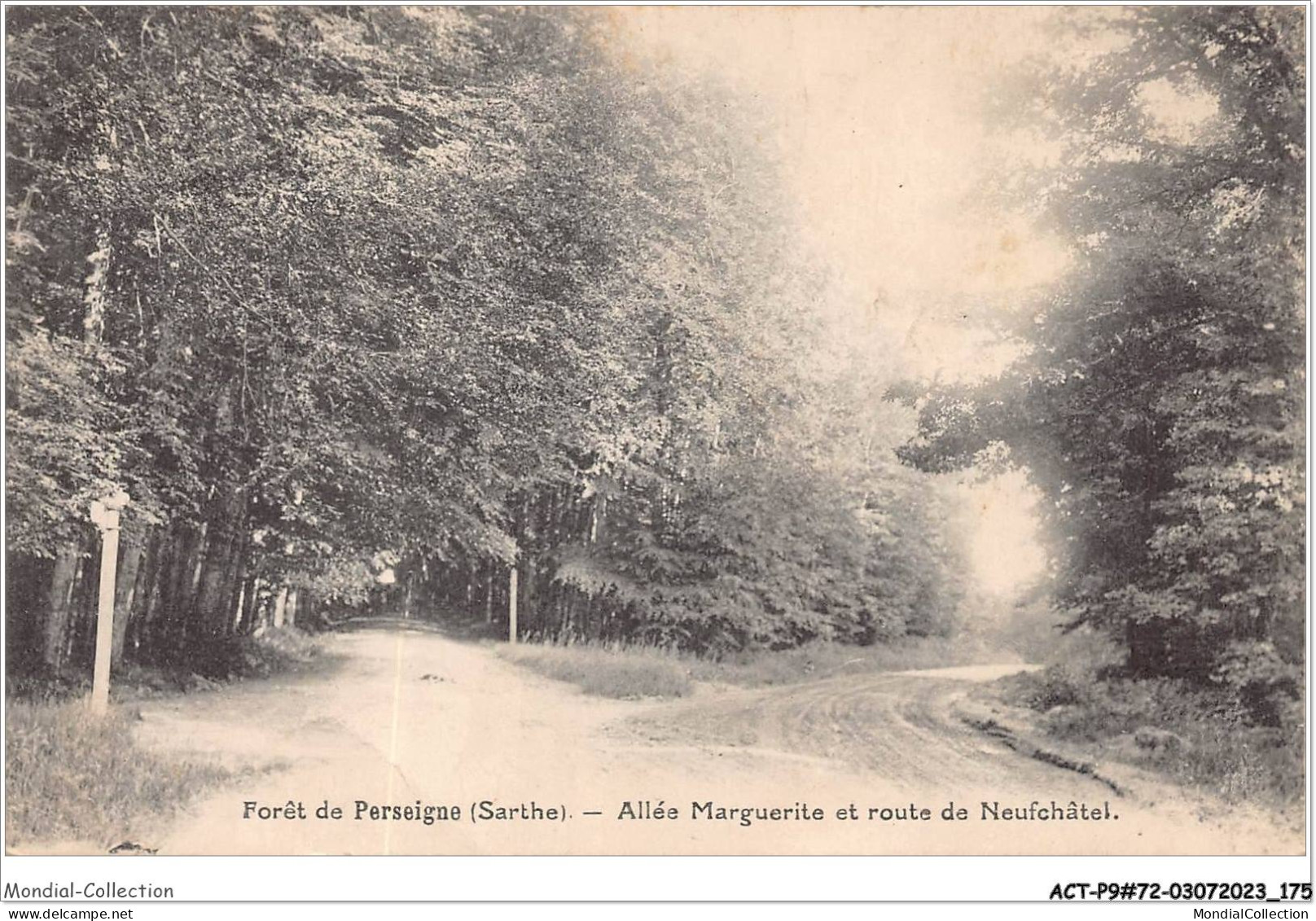 ACTP9-72-0887 - MAMERS - Forêt De Perseigne - Allée Marguerite Et Route De Neufchatel - Mamers