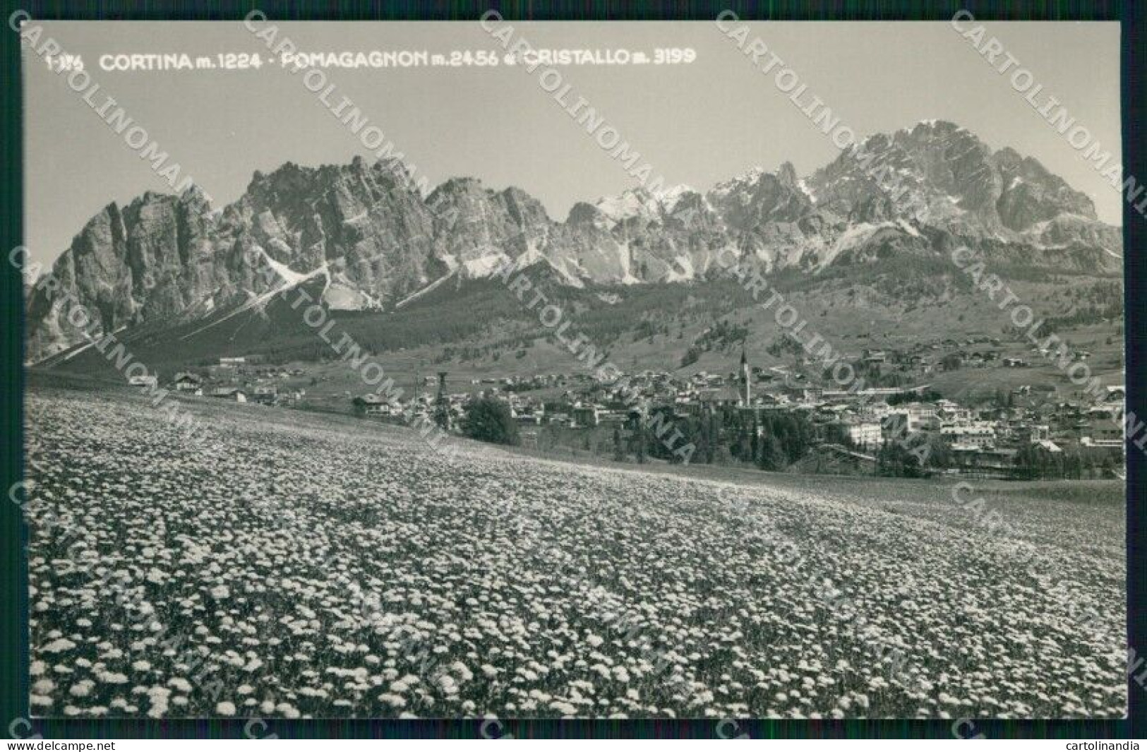 Belluno Cortina D'Ampezzo Pomagagnon Monte Cristallo Foto Cartolina MX3726 - Belluno