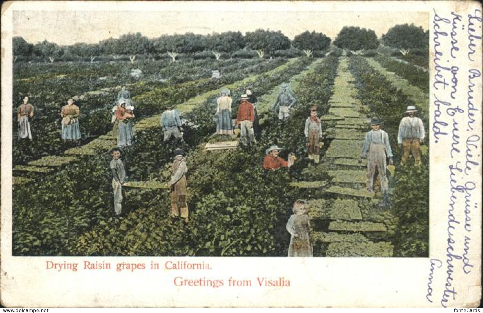 41326719 Visalia Drying Raisin Grapes In California - Autres & Non Classés