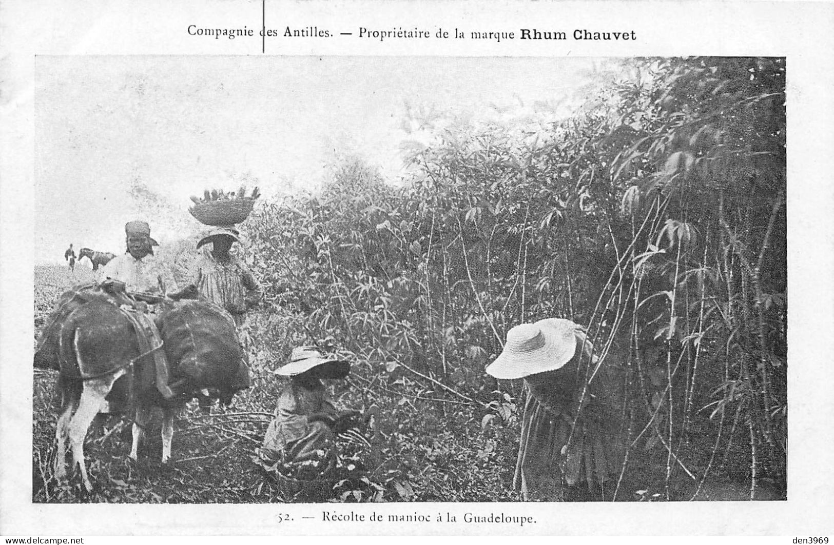 GUADELOUPE - Récolte De Manioc - Compagnie Des Antilles - Propriétaire De La Marque Rhum Chauvet - Other & Unclassified