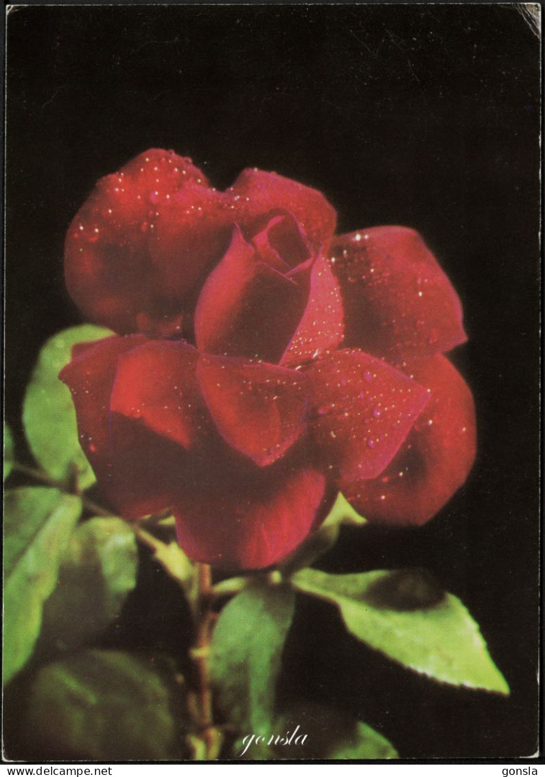 ROSE "Belle Rose" - Flowers