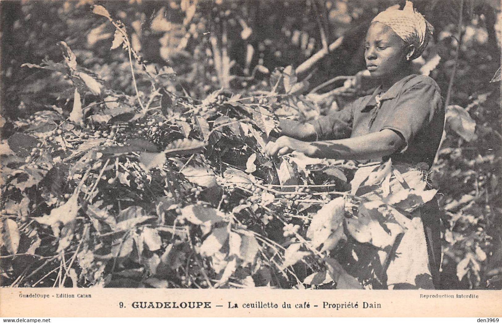 GUADELOUPE - La Cueillette (ceuillette) Du Café - Propriété Dain - Femme, Pin-up - Cachet Exposition Coloniale 1931 - Altri & Non Classificati