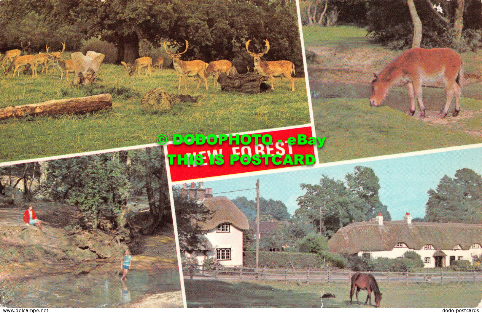 R492700 New Forest. Dennis. 1990. Multi View - World