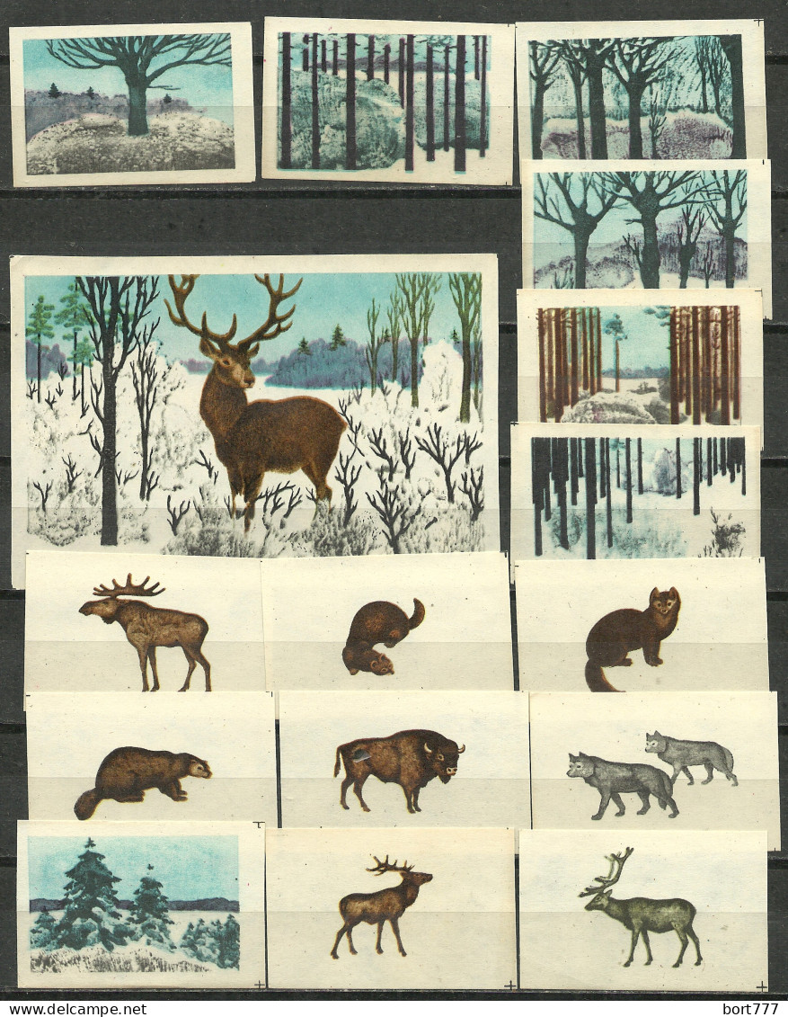 RUSSIA 1973 Matchbox Labels - Winter Forest - Animals (catalog # 246 ) - Cajas De Cerillas - Etiquetas