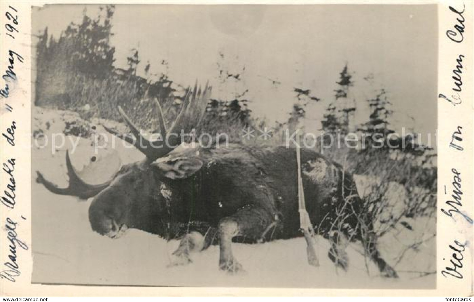 33546054 Wrangell_Alaska Erlegter Elch  - Other & Unclassified