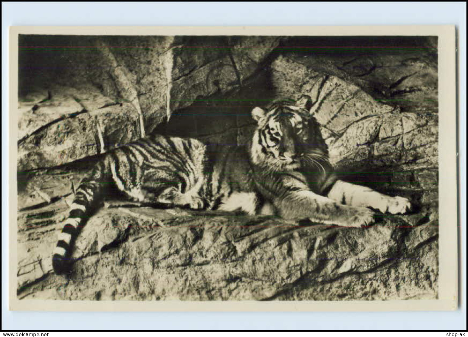 W8X09/ Hamburg Hagenbeck Tiger Foto AK Zoo Tierpark Ca.1935 - Chiens