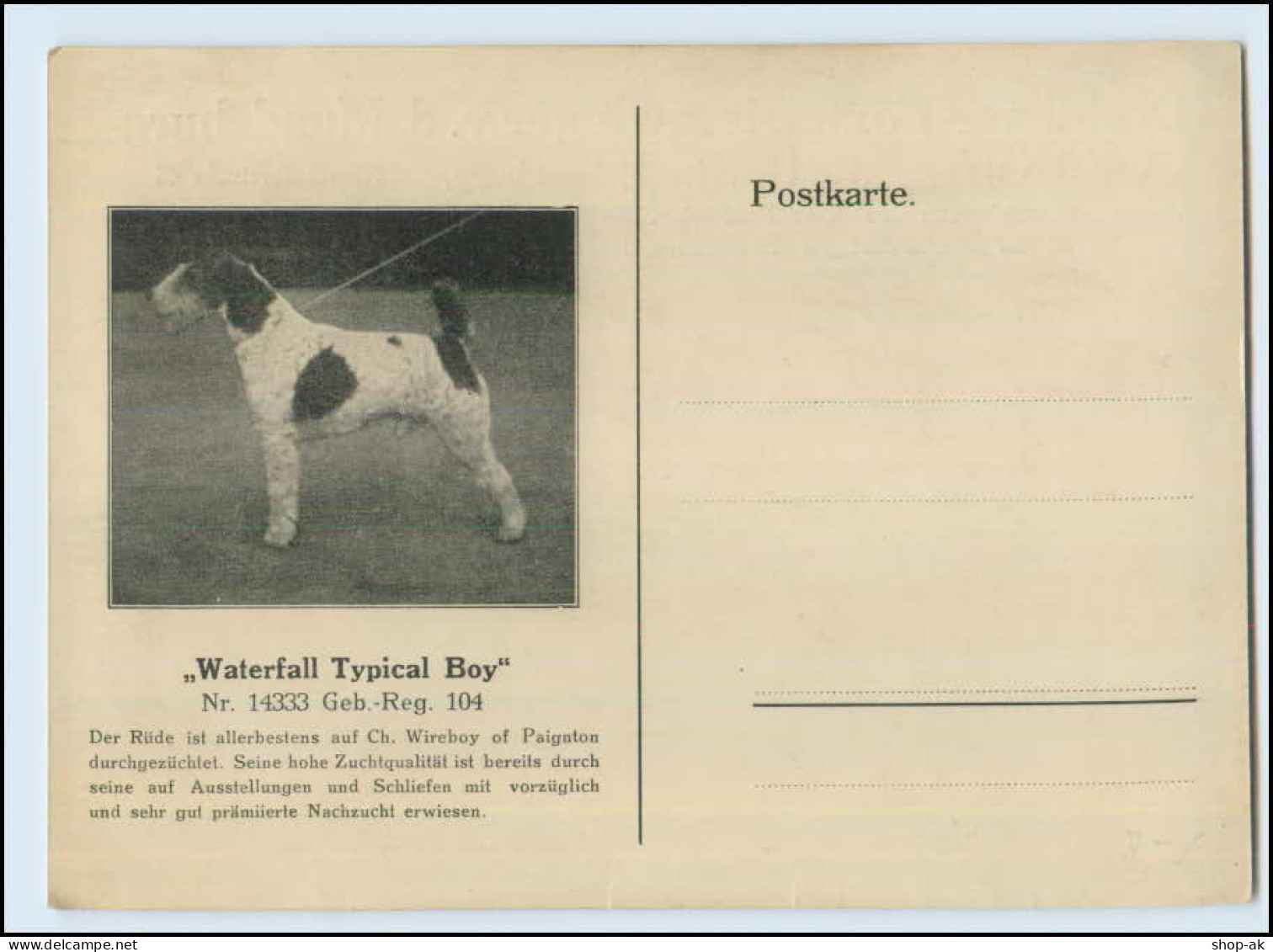 W8G71/  Spezialzucht Drahthaar Foxterrier Hunde AK  Hamburg 1934 - Chiens