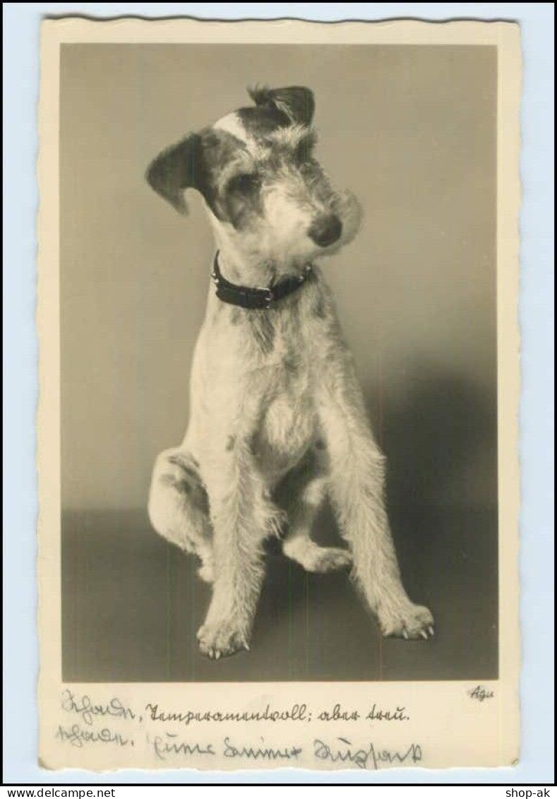 W8G06/ Terrier Hund Schöne Gunkel Foto AK 1935 - Dogs