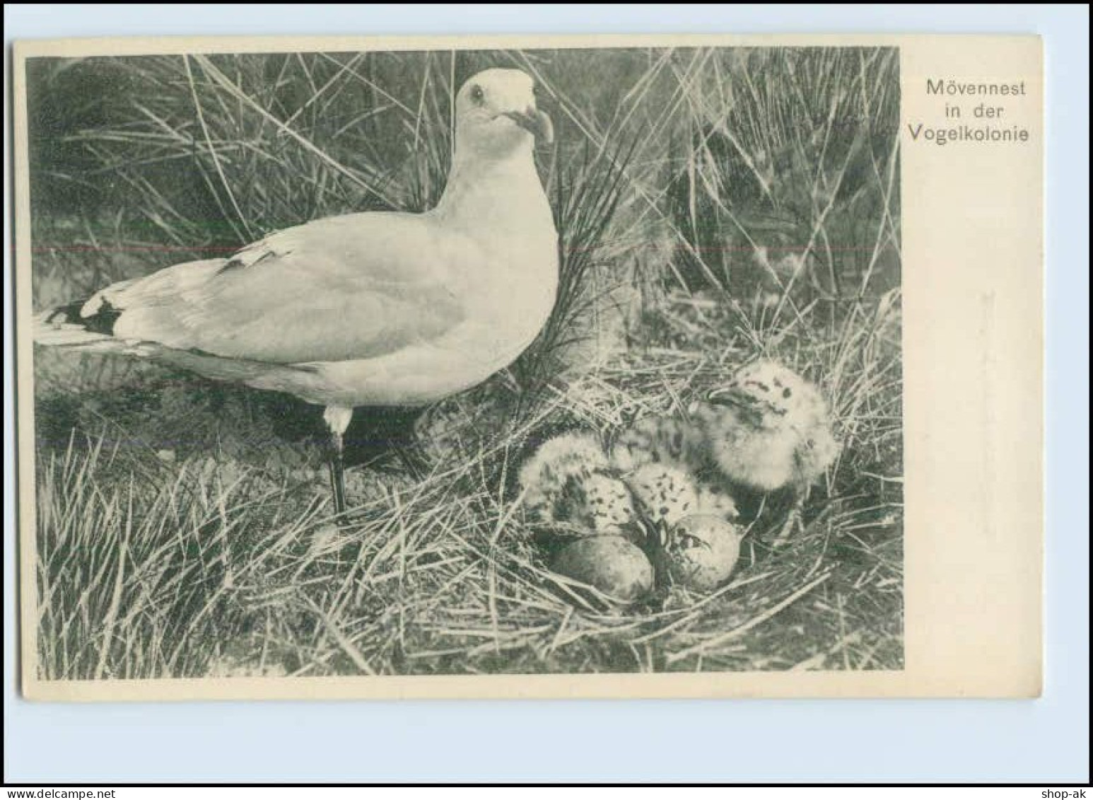 W8C20/ Mövennest In Der Vogelkolonie AK Verlag: Gerdes Langeoog Ca.1912 - Chiens