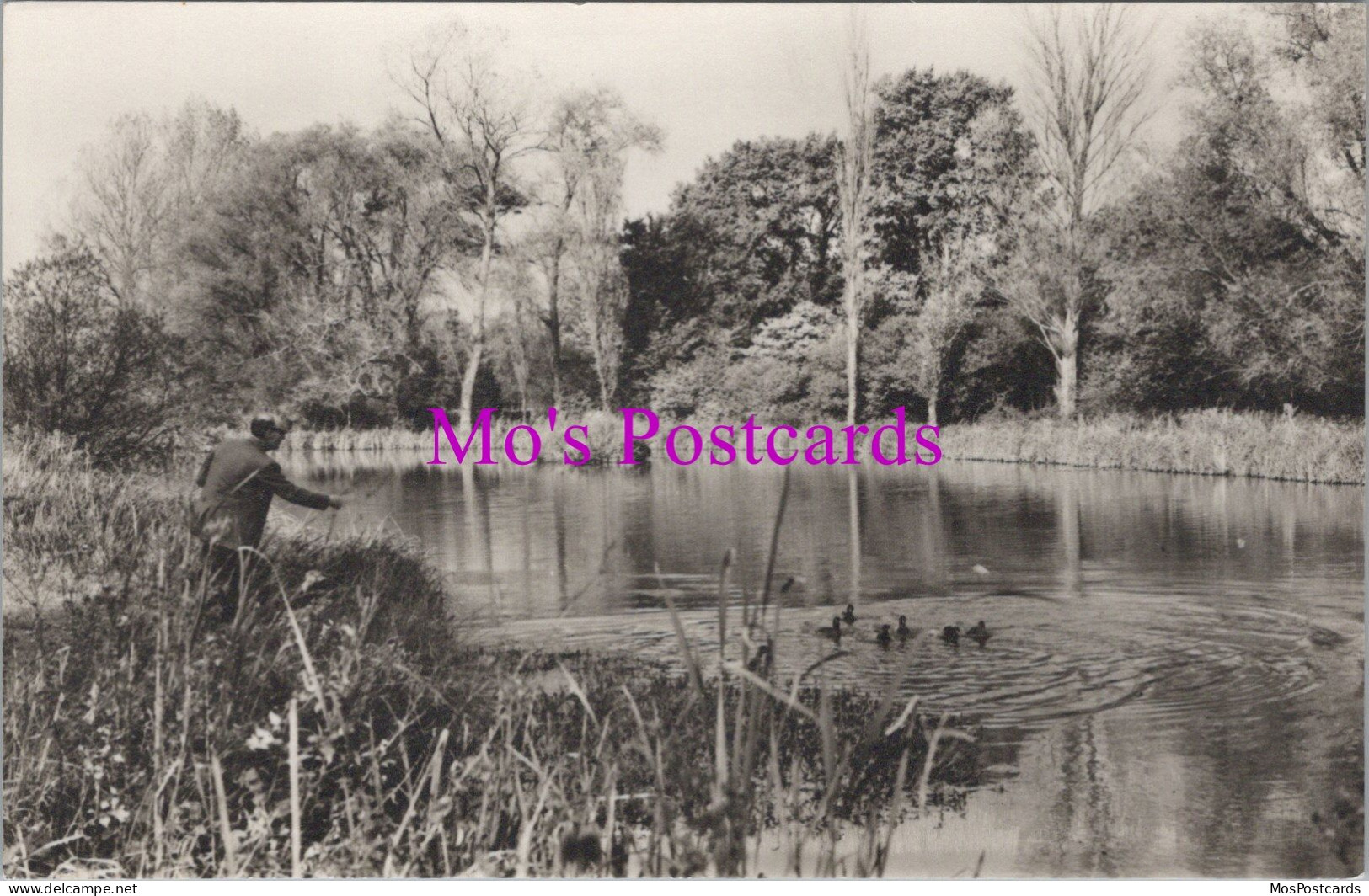Sussex Postcard - The Lake, Woods Mill, Henfield   DZ190 - Other & Unclassified