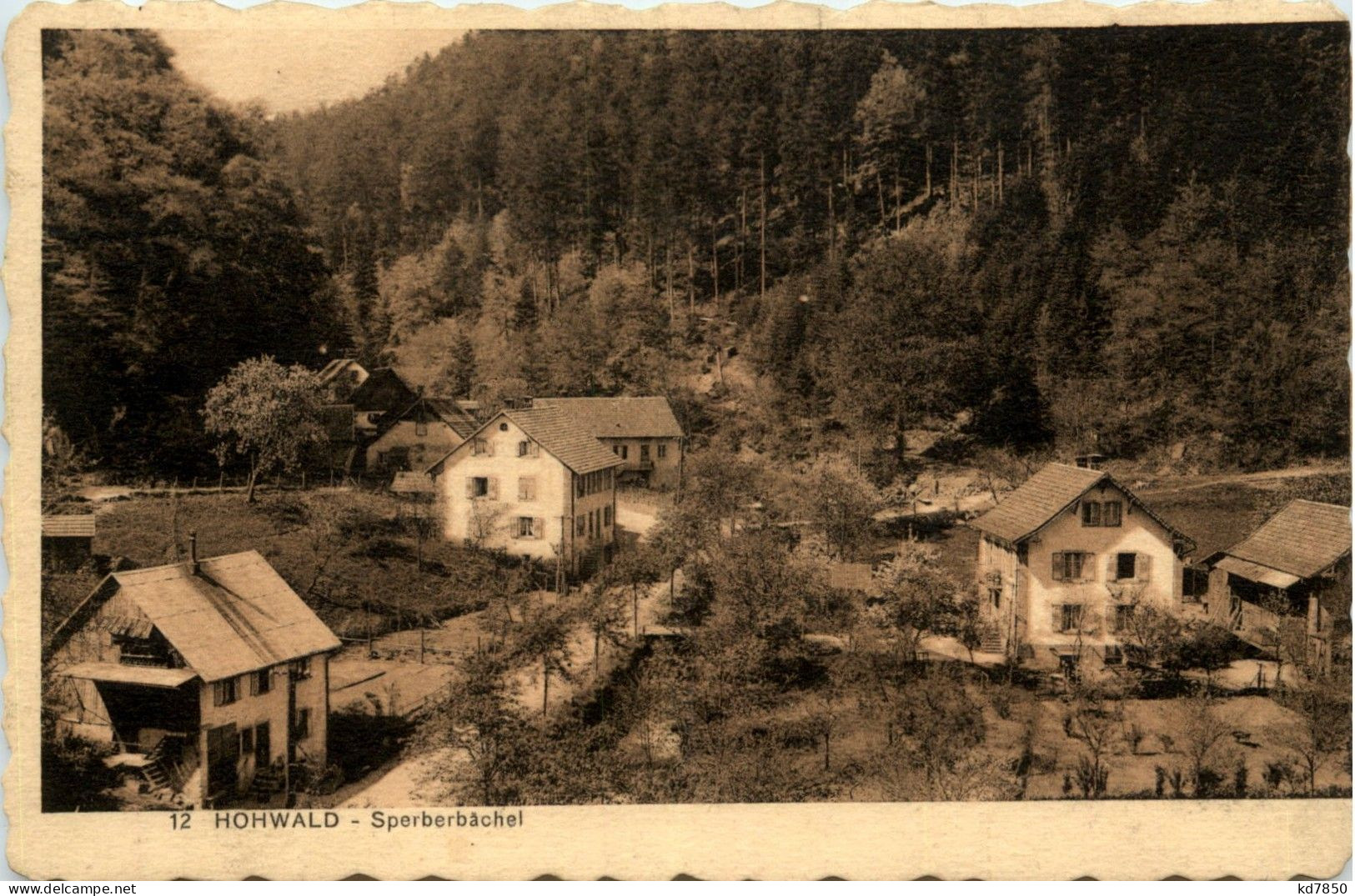 Hohwald - Sperberbächel - Hohwald (Sachsen)