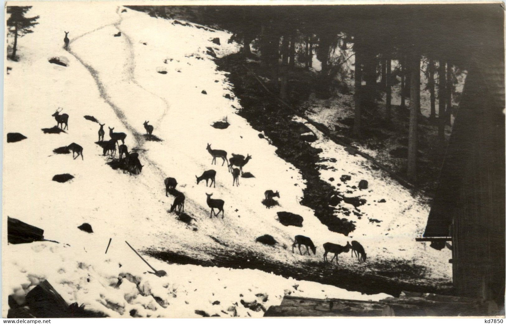 Eisenerz/Steiermark - Wildfütterung In Gsoll - Eisenerz