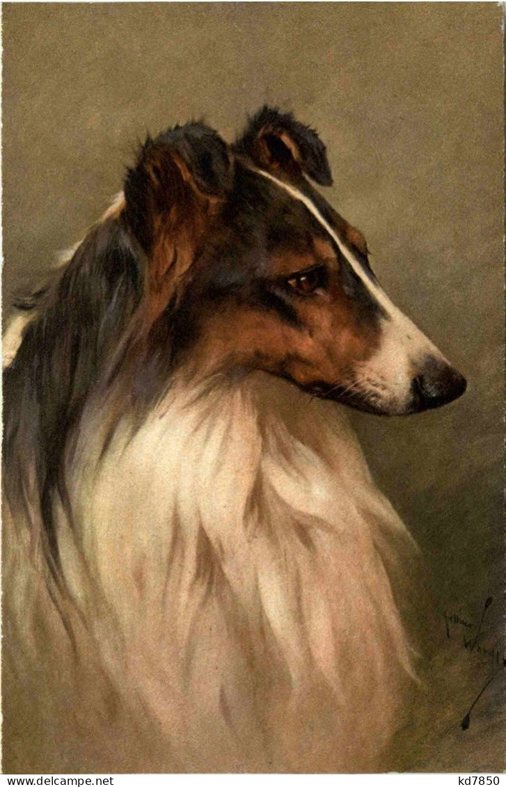 Hund - Collie - Perros